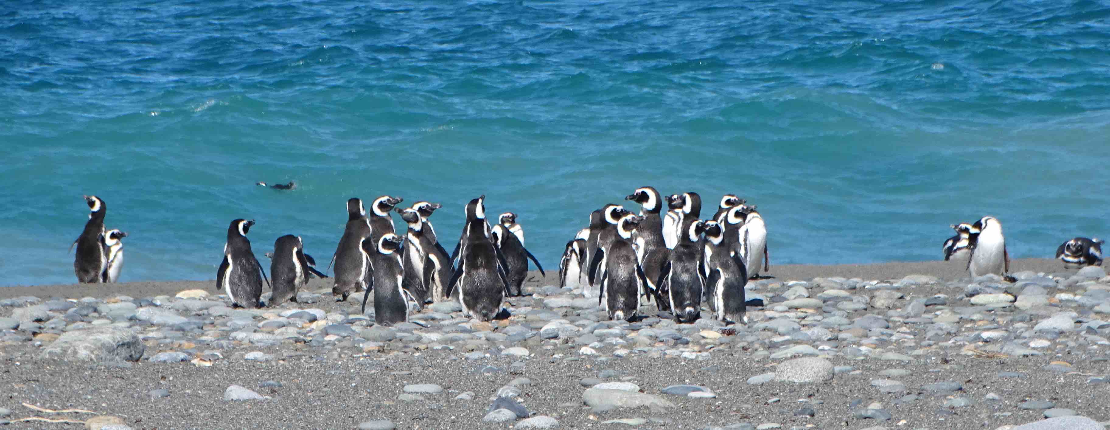 pinguinos5
